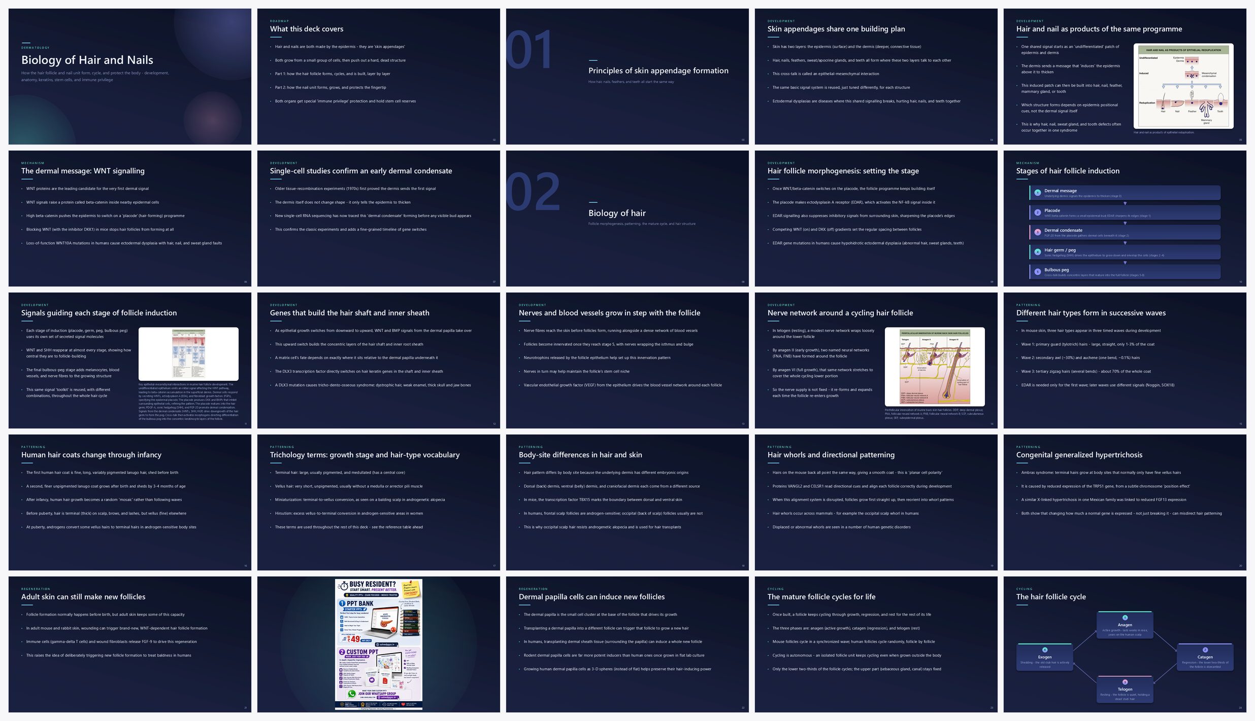 Preview of the first 25 slides of Biology of Hair and Nails