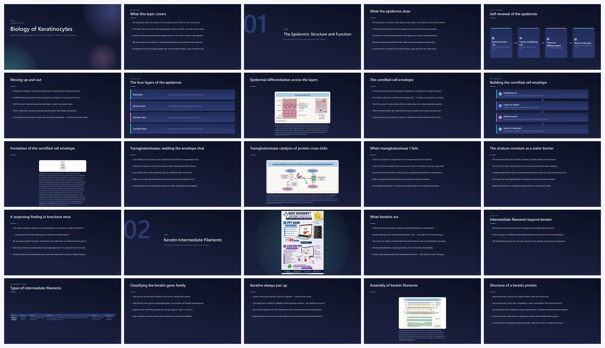 Preview of the first 25 slides of Biology of Keratinocytes