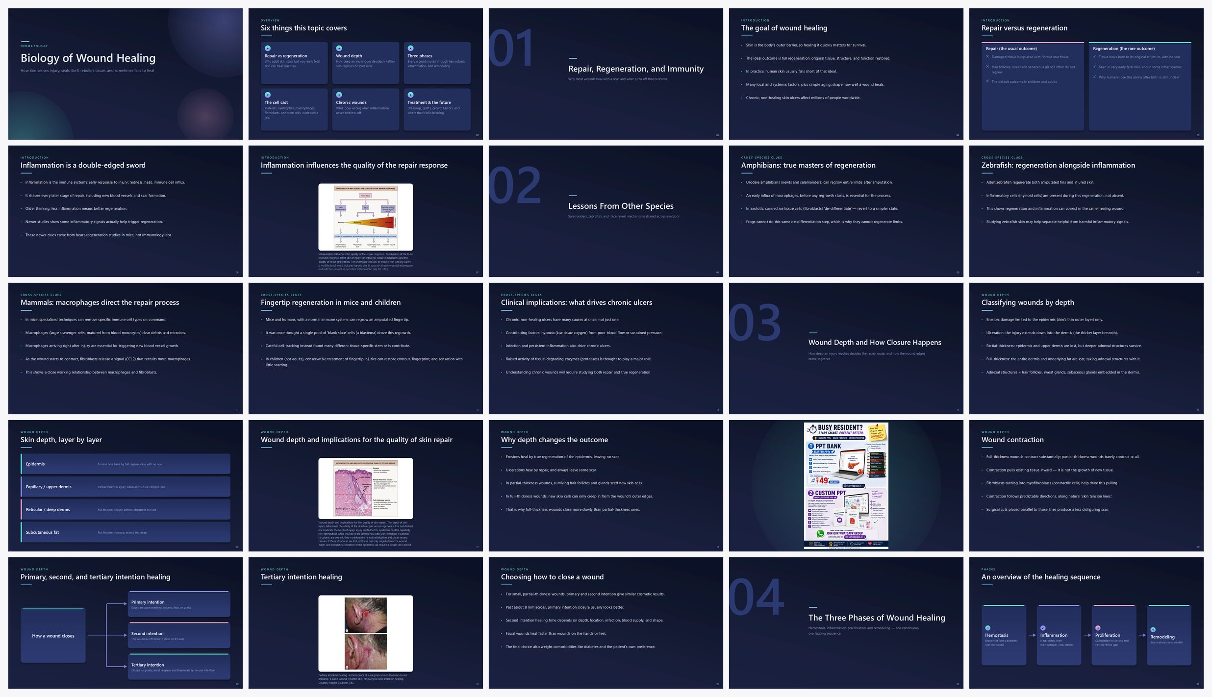 Preview of the first 25 slides of Biology of Wound Healing