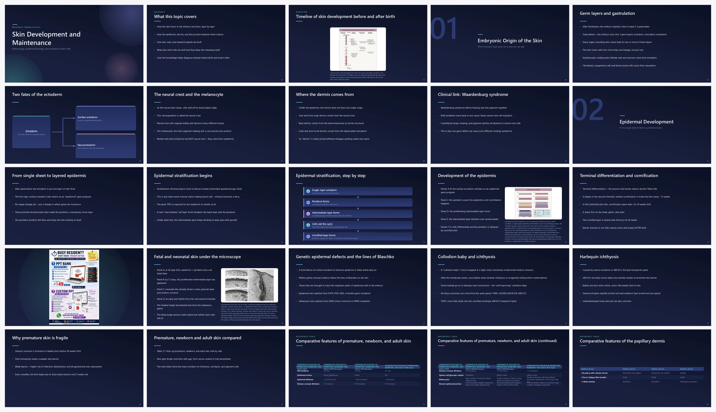 Preview of the first 25 slides of Skin Development and Maintenance