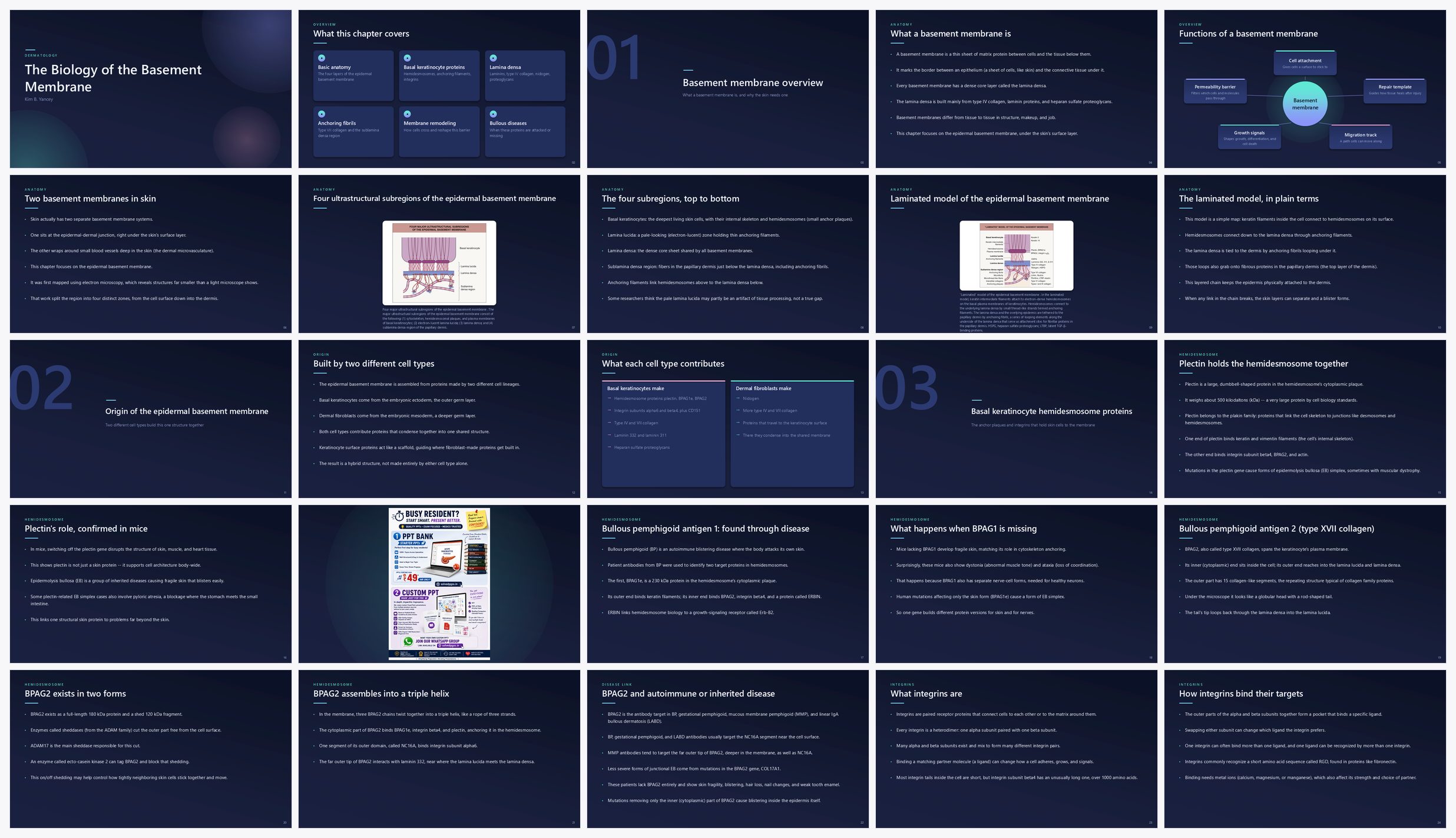 Preview of the first 25 slides of The Biology of the Basement Membrane