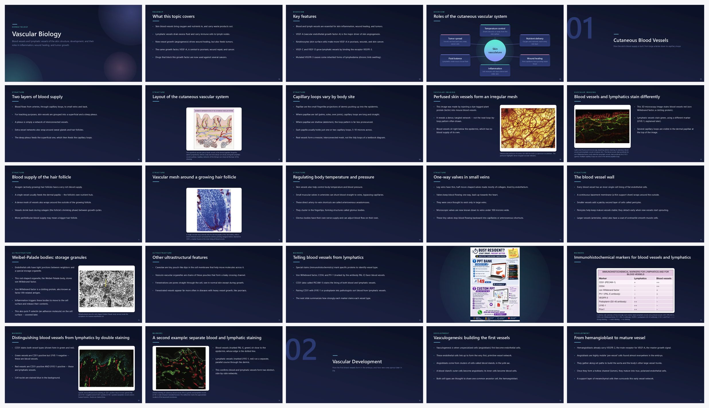 Preview of the first 25 slides of Vascular Biology