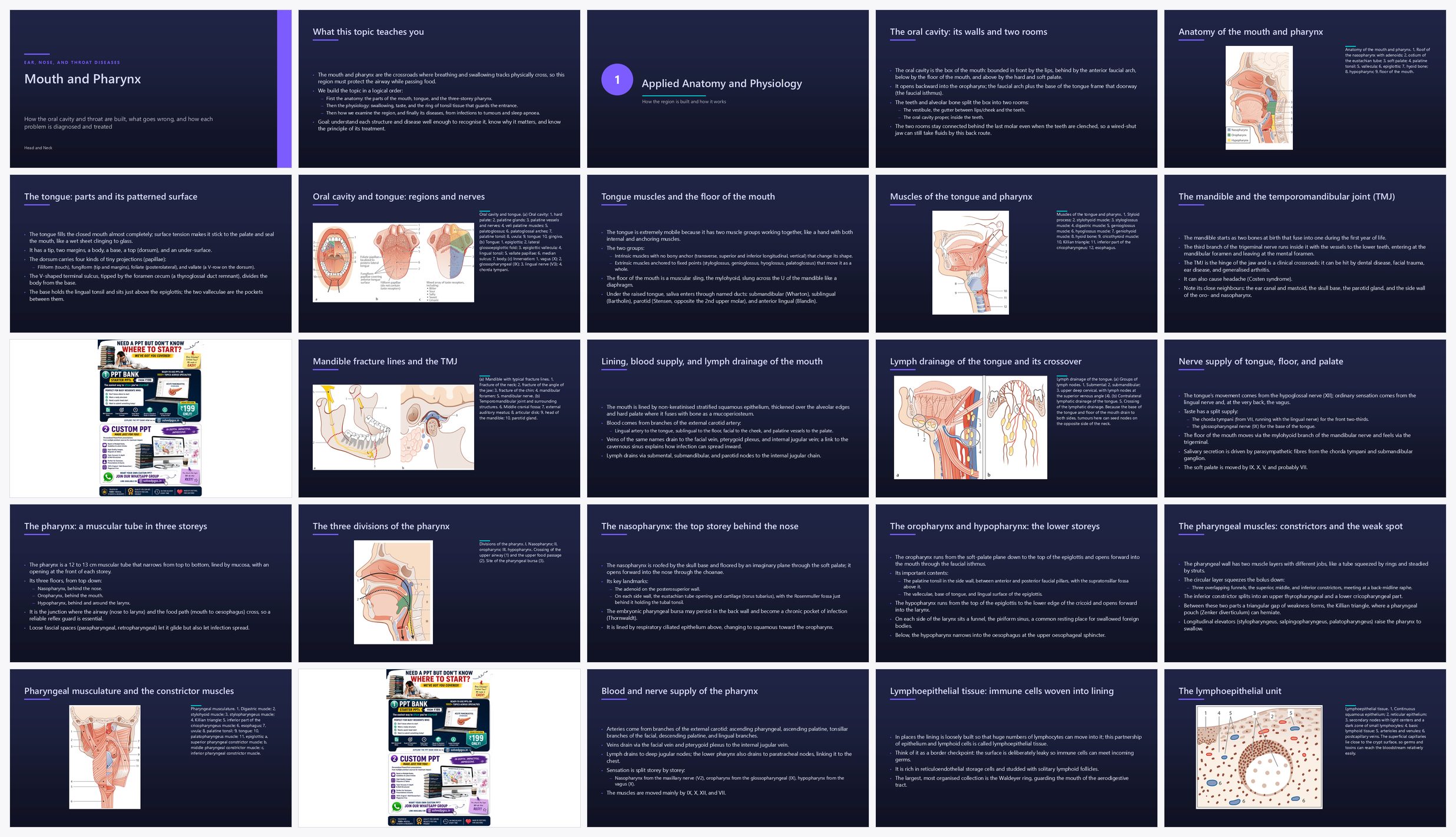 Preview of the first 25 slides of Mouth and Pharynx