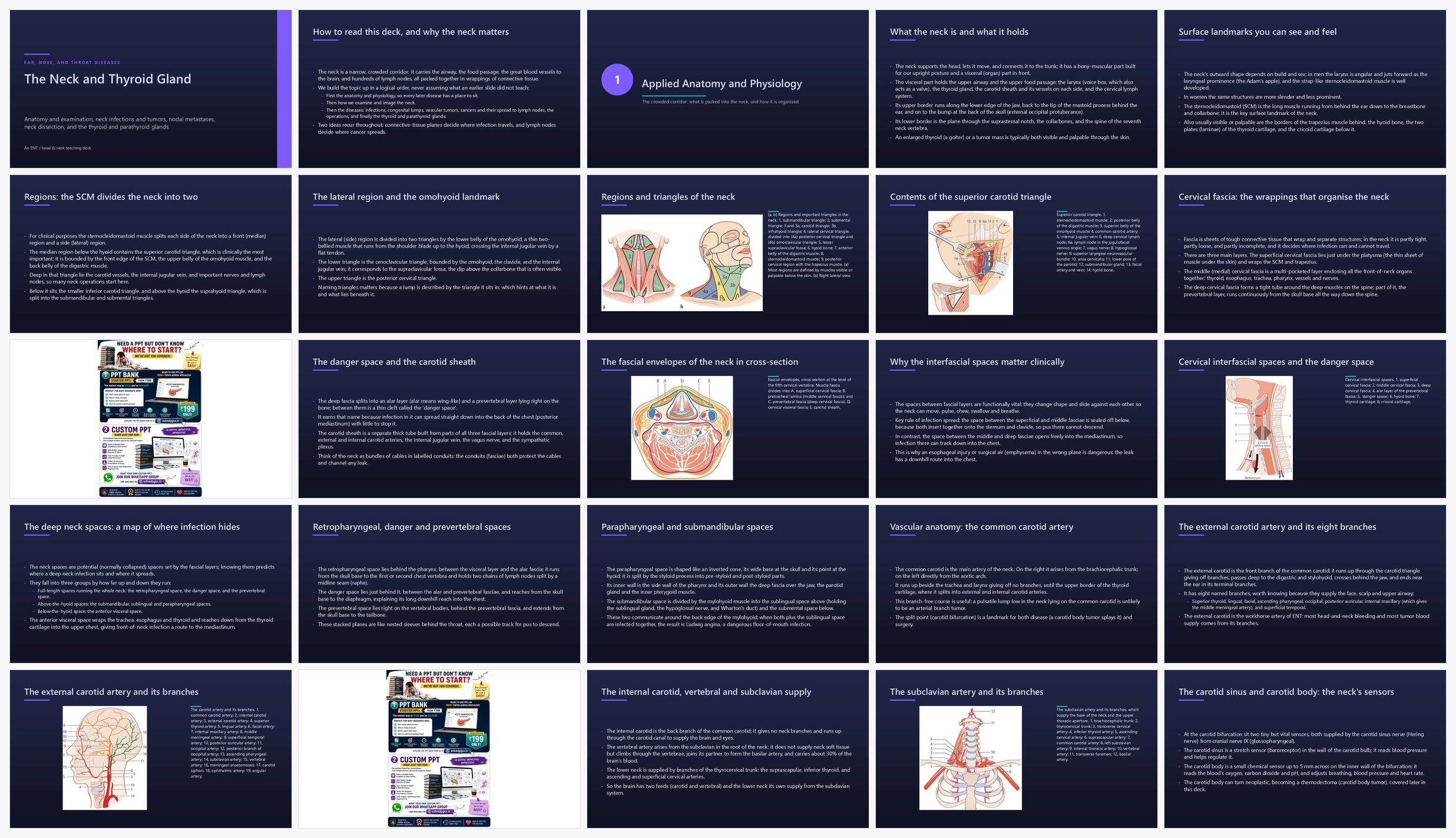 Preview of the first 25 slides of Neck and Thyroid Gland