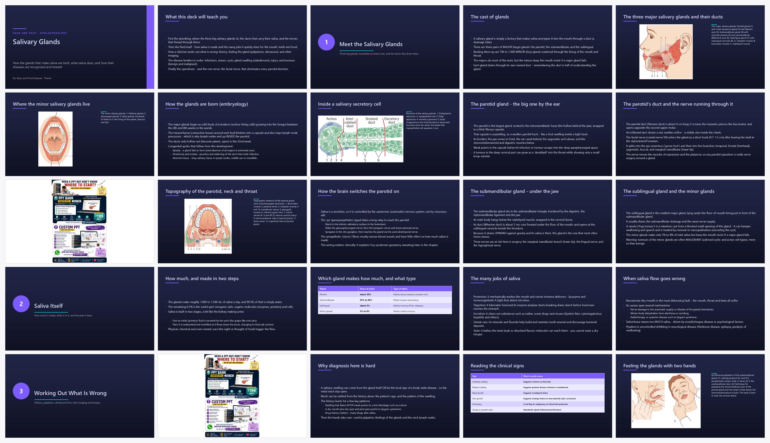 Preview of the first 25 slides of Salivary Glands