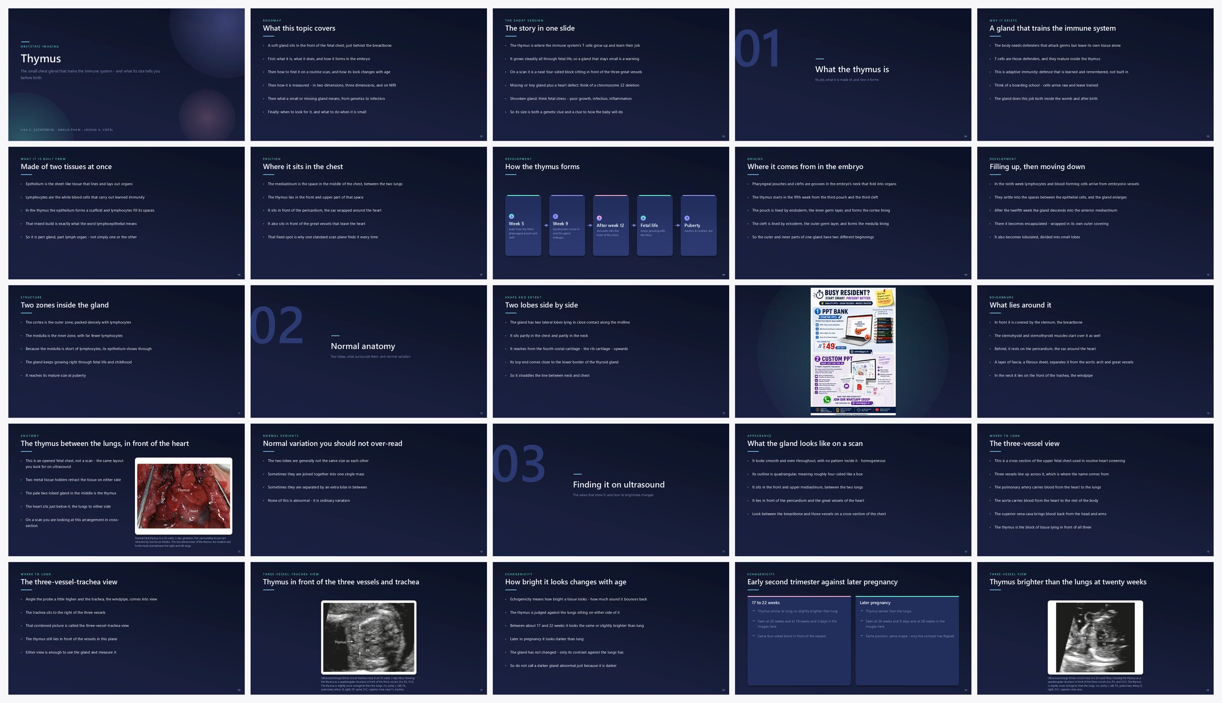 Preview of the first 25 slides of Thymus