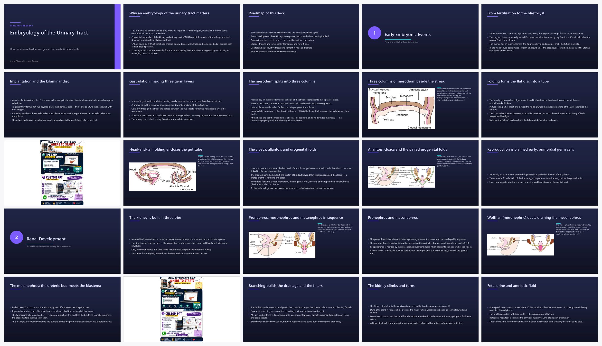 Preview of the first 25 slides of Embryology of the Urinary Tract